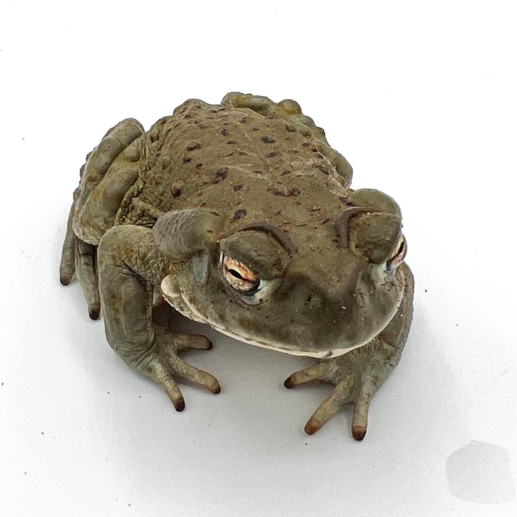 Amphibians