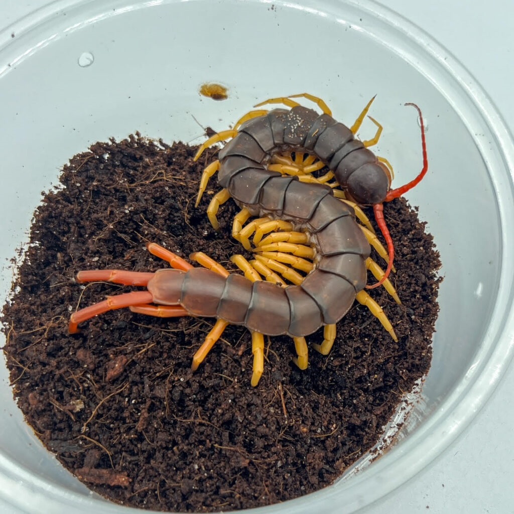 inverts