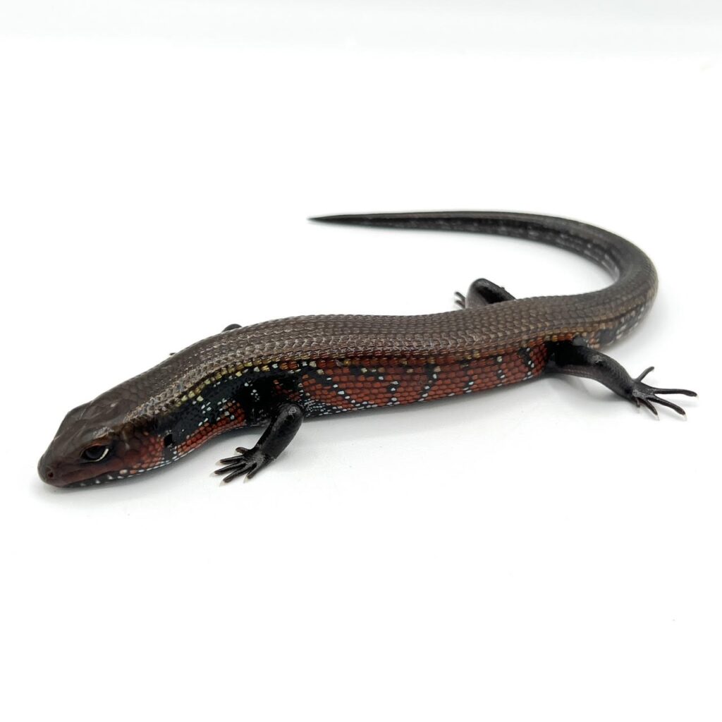 lizards