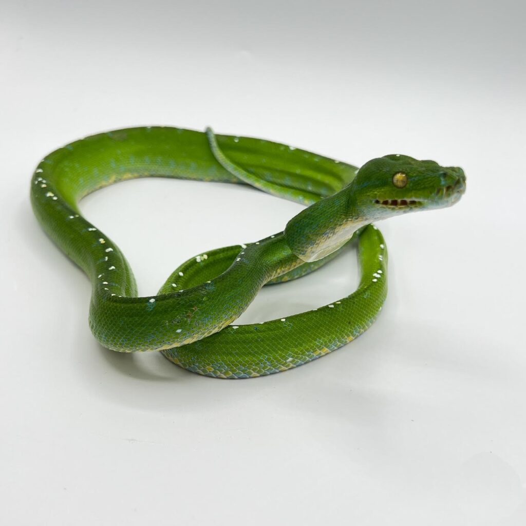 snakes