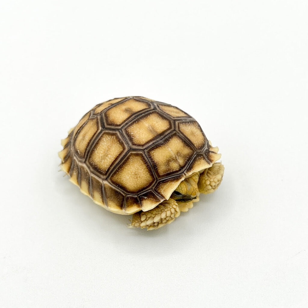 Tortoise
