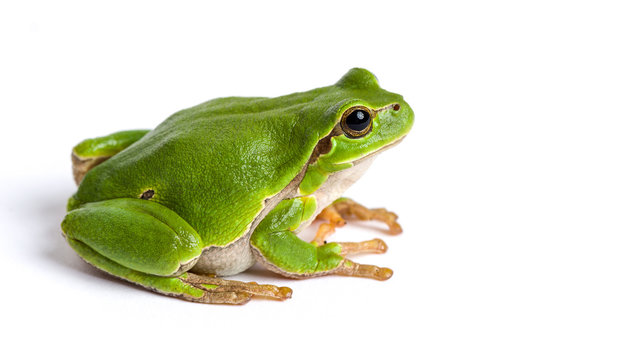 amphibians