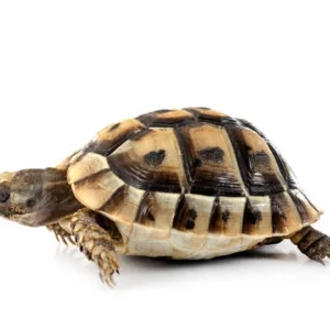 angulate_tortoise