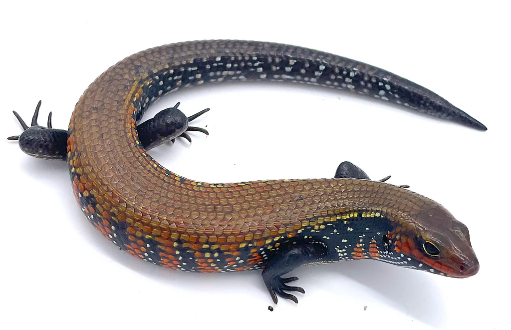 Lizard 4 sale