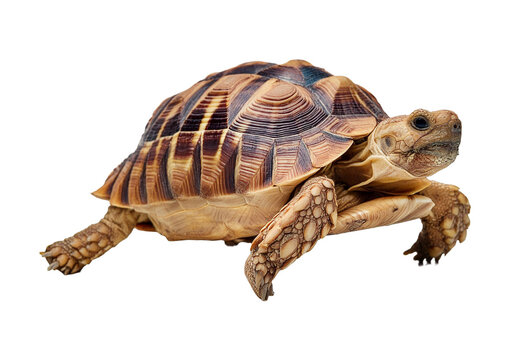 Tortoise For Sale