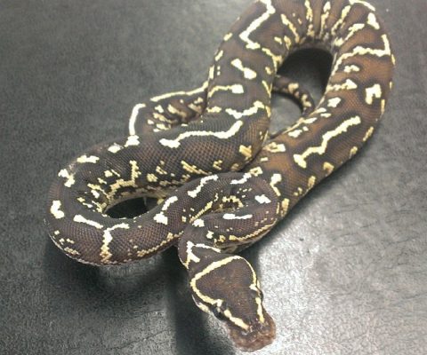 Angolan_python